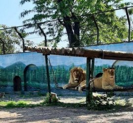 Одесский зоопарк подготовил сюрприз ко Дню защиты детей: на что можно посмотреть