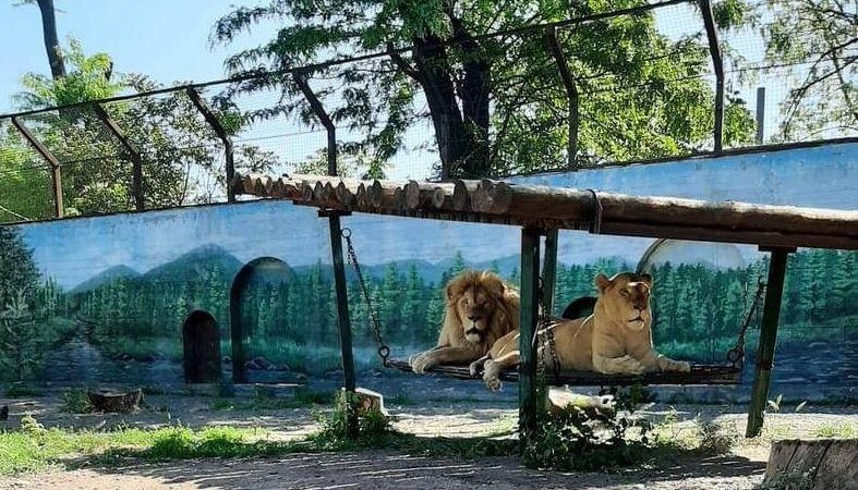 Одесский зоопарк подготовил сюрприз ко Дню защиты детей: на что можно посмотреть