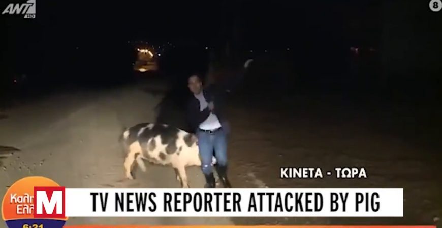 Греческий журналист убегал от свиньи в прямом эфире
