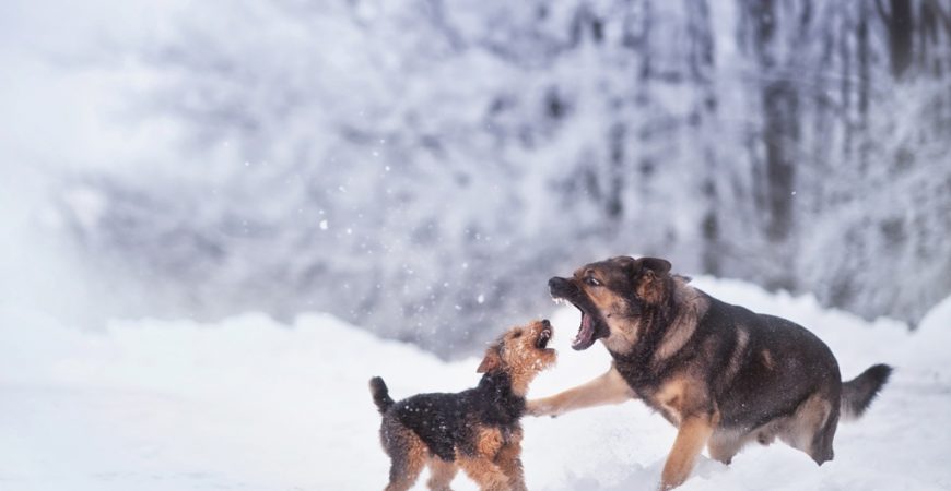 Снеговые собаки