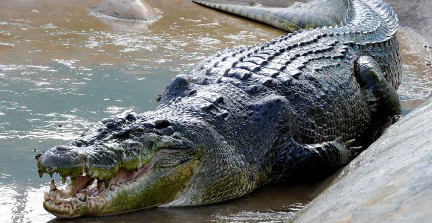 Гигантский крокодил съел мужчину в Малайзии