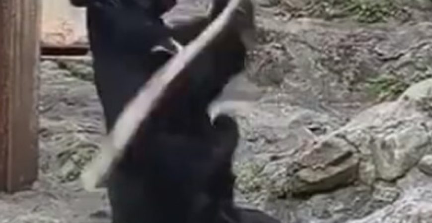 Кунг-фу Панда отдыхает: китайский медведь удивил навыками в боевых искусствах