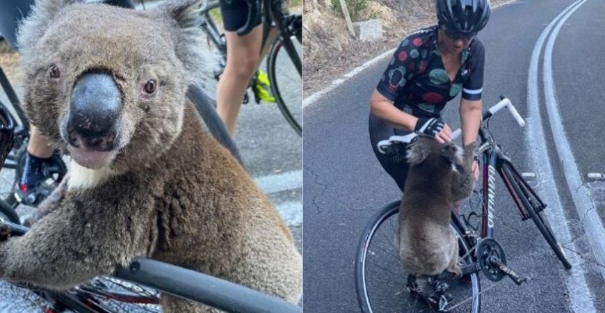 Лесные пожары в Австралии: коалу спасли от жажды