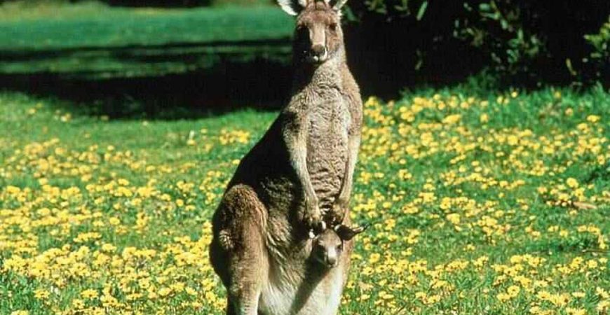 Благодарная кенгуру заобнимала свою спасительницу