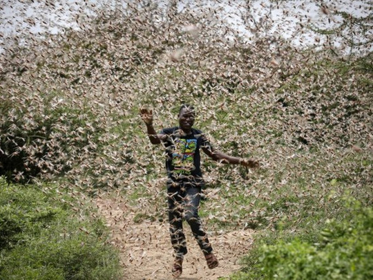 Огромные рои саранчи атаковали Кению