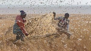 Огромные рои саранчи атаковали Кению