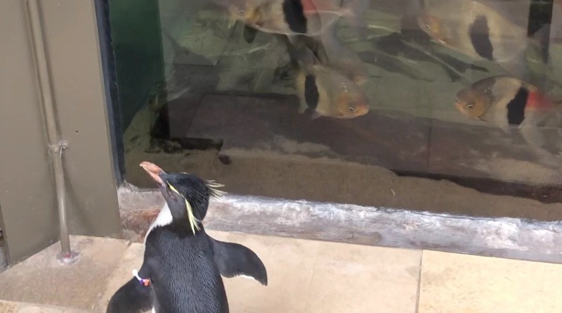 Пингвины на карантине