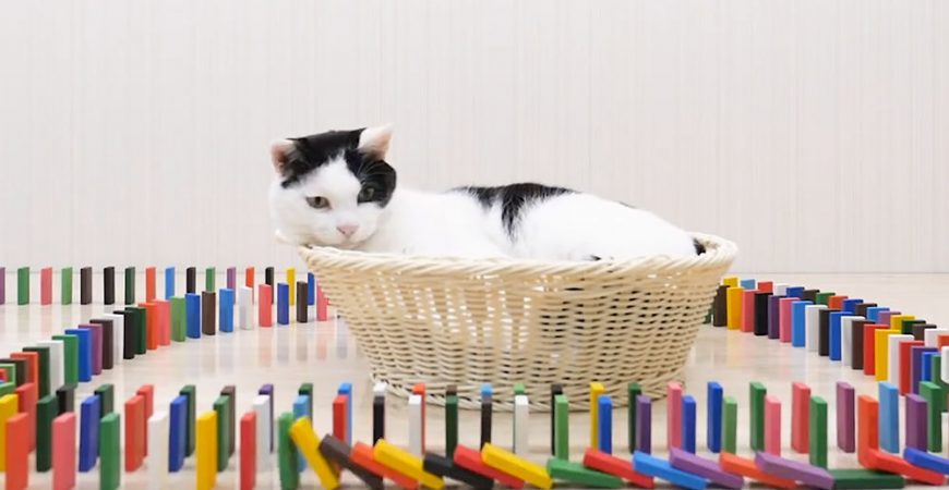 Японский блогер знакомит кошек с домино