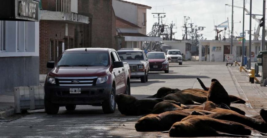 В Аргентине на улицах города заметили морских львов