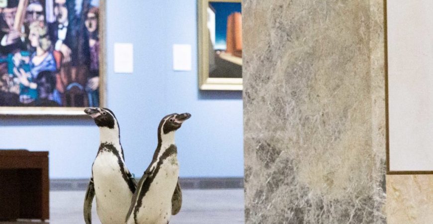 Музей искусств в Канзасе посетили пингвины