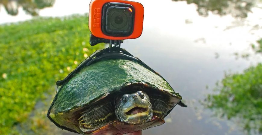 Блогер установил камеру GoPro на панцире черепахи
