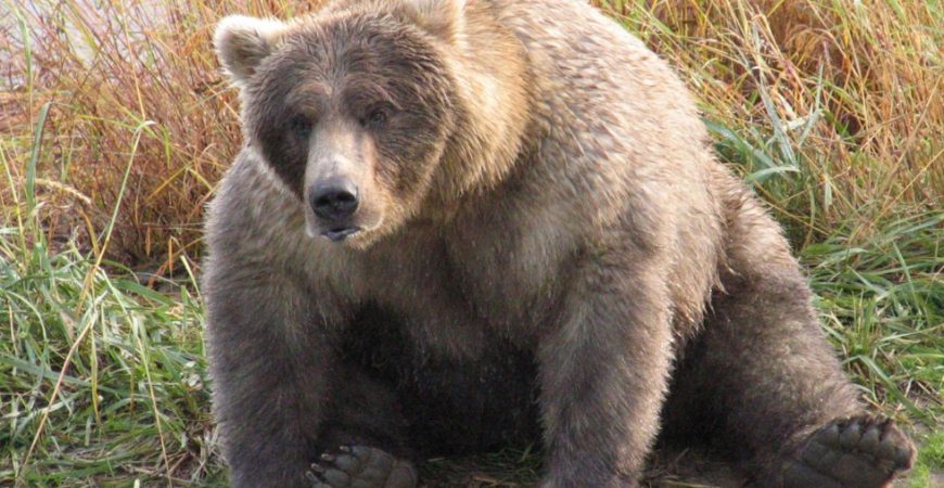 Медведи на Аляске так растолстели, что им стало трудно ходить